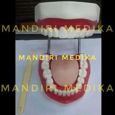 Alat Peraga Phantom Manekin Model Gigi Guan Long