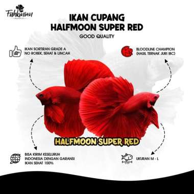 Ikan Cupang Halfmoon (HM) Super Red GRADE A
