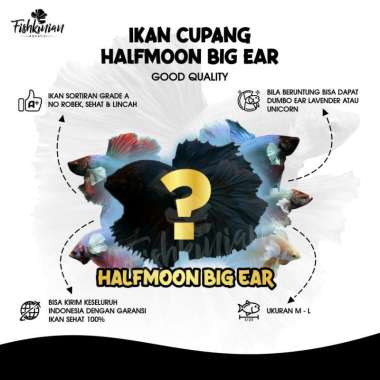 Ikan Cupang Halfmoon big ear HMBE (GOOD QUALITY)