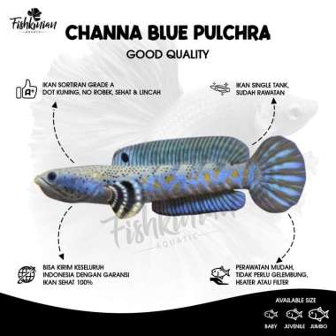 Ikan Channa Blue Pulchra 8-10 cm - SINGLE TANK