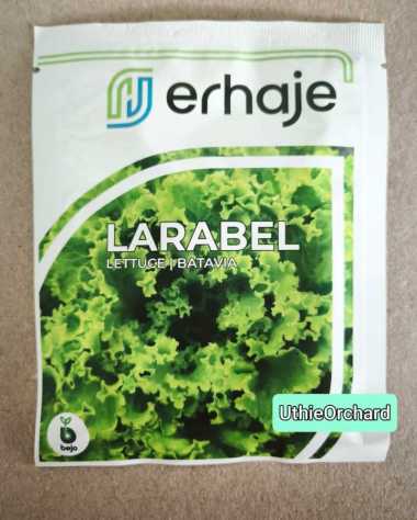 Benih Bejo Seed - Selada Batavia Larabel Kemasan 1000 pills