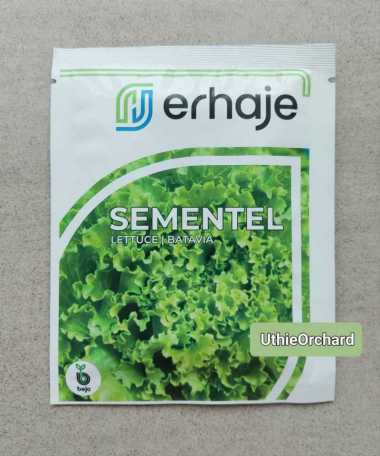 Benih Bejo Seed - Selada Batavia Sementel Kemasan 1000 pills