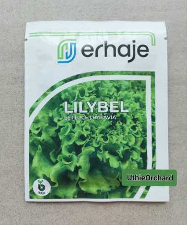 Benih Bejo Seed - Selada Batavia Lilybel Kemasan 1000 pills
