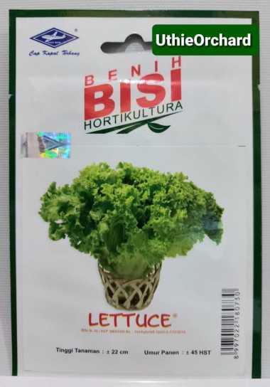 Benih Bisi (Cap Kapal Terbang) - Selada Keriting Hijau Lettuce