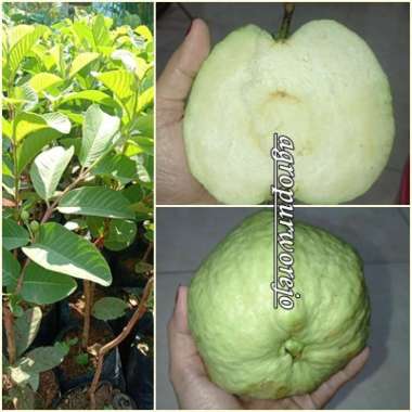 Bibit Tanaman Jambu Kristal - Renyah Hampir tanpa biji - Okulasi Siap Tanam