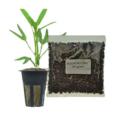 Jual Jirifarm Hidroponik 08251 Benih Bibit Kangkung 3 