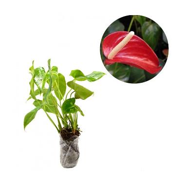 Kebun Bibit Anthurium Mini Mouse Bibit  Tanaman Hias Red