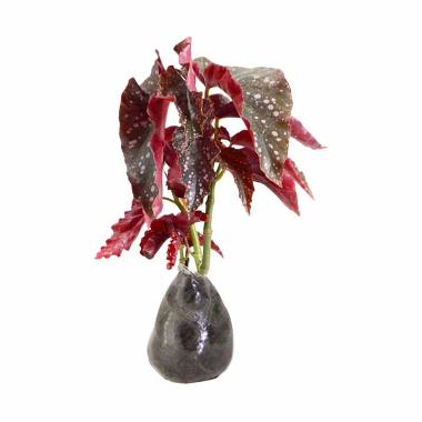 Kebun Bibit Begonia Cracklin Bibit Tanaman Red/Soft Pink
