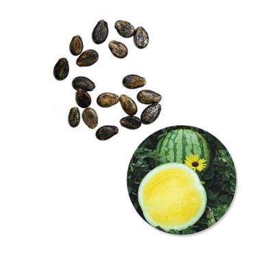 Jual Kebun Bibit Biji Buah Semangka Kuning/ Isi 2 pack