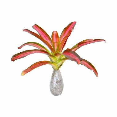 Kebun Bibit Bromelia Bicolor Bibit Tanaman Red/Green