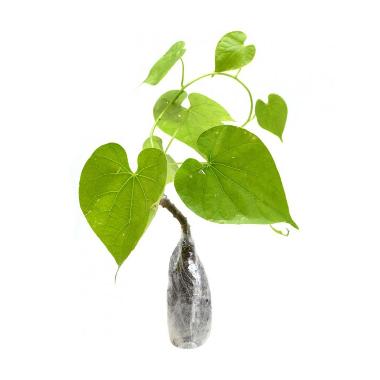 Jual Kebun Bibit Caladium Red Mandova Tanaman di Seller Yasmin green