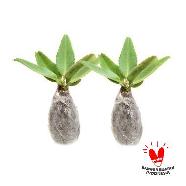 Cocor Bebek 2 pc