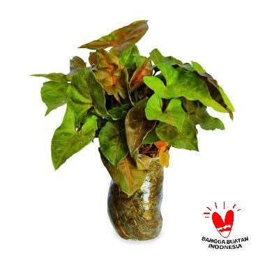 Jual godongmas Tanaman Hias Aglonema Red Kocin Super ...