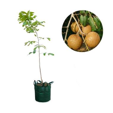 Kebun Bibit Kelengkeng Diamond Bibit Tanaman [60 cm] Forrest Green