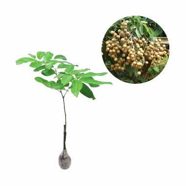 Kebun Bibit Kelengkeng Itoh Bibit Tanaman [40 cm] Brown Cream