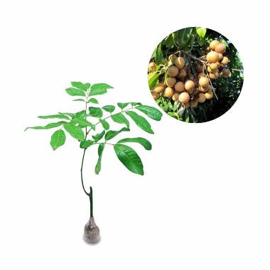 Kebun Bibit Kelengkeng Pingpong Bibit Tanaman [40 cm] Brown Cream