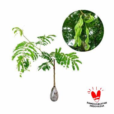 Jual Bibit Tanaman Murah Anggur Hijau [Pulau Jawa] Online