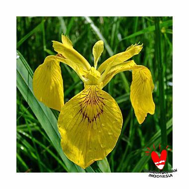 Iris Kuning