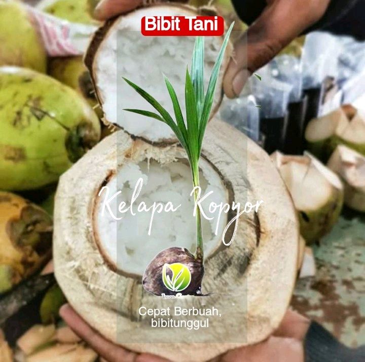 Toko Bibit Tani Kehutanan Online Original & Harga Terbaik | Blibli